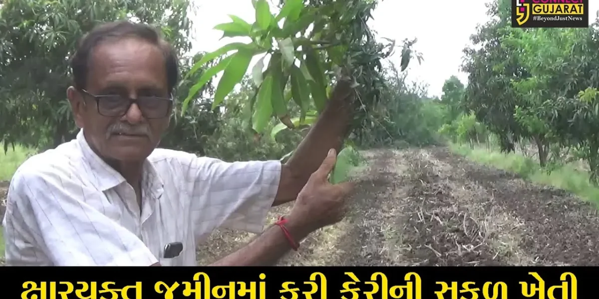 સુરત : ક્ષારયુક્ત જમીનમાં કીમના ખેડૂતે કરી બતાવી કેરીની સફળ ખેતી, મબલક પાક સાથે મેળવી સારી આવક