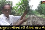 સુરત : ક્ષારયુક્ત જમીનમાં કીમના ખેડૂતે કરી બતાવી કેરીની સફળ ખેતી, મબલક પાક સાથે મેળવી સારી આવક