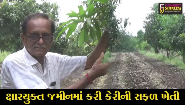 સુરત : ક્ષારયુક્ત જમીનમાં કીમના ખેડૂતે કરી બતાવી કેરીની સફળ ખેતી, મબલક પાક સાથે મેળવી સારી આવક