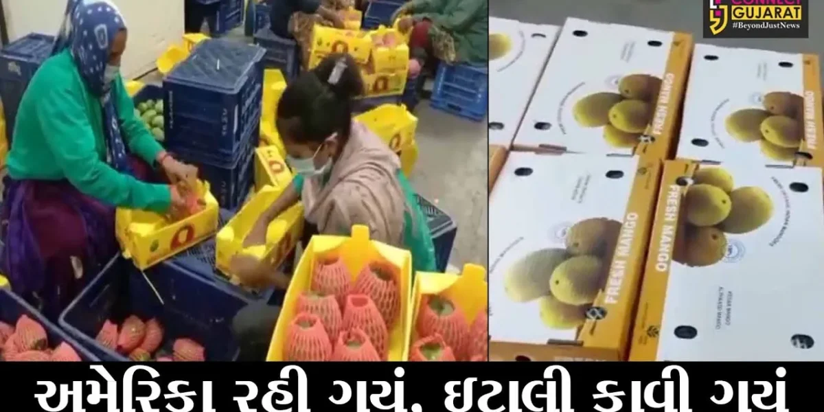 ગીર સોમનાથ : તલાલાની કેરીનો સ્વાદ હવે ઇટાલીયનો માણશે, ઇટાલી મોકલાયાં કેસર કેરીના બોકસ