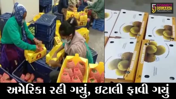 ગીર સોમનાથ : તલાલાની કેરીનો સ્વાદ હવે ઇટાલીયનો માણશે, ઇટાલી મોકલાયાં કેસર કેરીના બોકસ