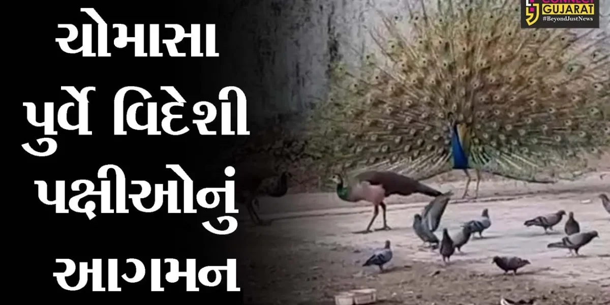 ભરૂચ: ગેલાણી તળાવ નજીક ચોમાસાની ઋતુ પૂર્વે વિદેશી પક્ષીઓનું આગમન,જુઓ મનમોહક દ્રશ્યો