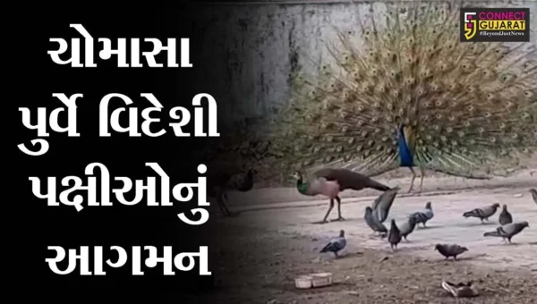 ભરૂચ: ગેલાણી તળાવ નજીક ચોમાસાની ઋતુ પૂર્વે વિદેશી પક્ષીઓનું આગમન,જુઓ મનમોહક દ્રશ્યો