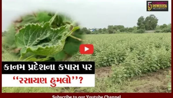 ભરૂચ: કાનમ પ્રદેશના કપાસ પર રસાયણ હુમલો ? હજારો હેક્ટર જમીનમાં કપાસના પાકને ગંભીર અસર