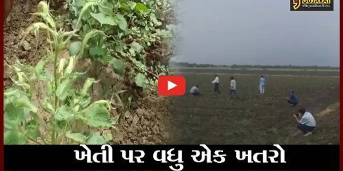 ભરૂચ : ચાર તાલુકાઓમાં કપાસ સહિતના પાકોમાં રોગનો પગપેસારો, જગતનો તાત ચિંતિંત