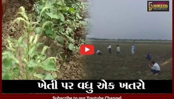 ભરૂચ : ચાર તાલુકાઓમાં કપાસ સહિતના પાકોમાં રોગનો પગપેસારો, જગતનો તાત ચિંતિંત