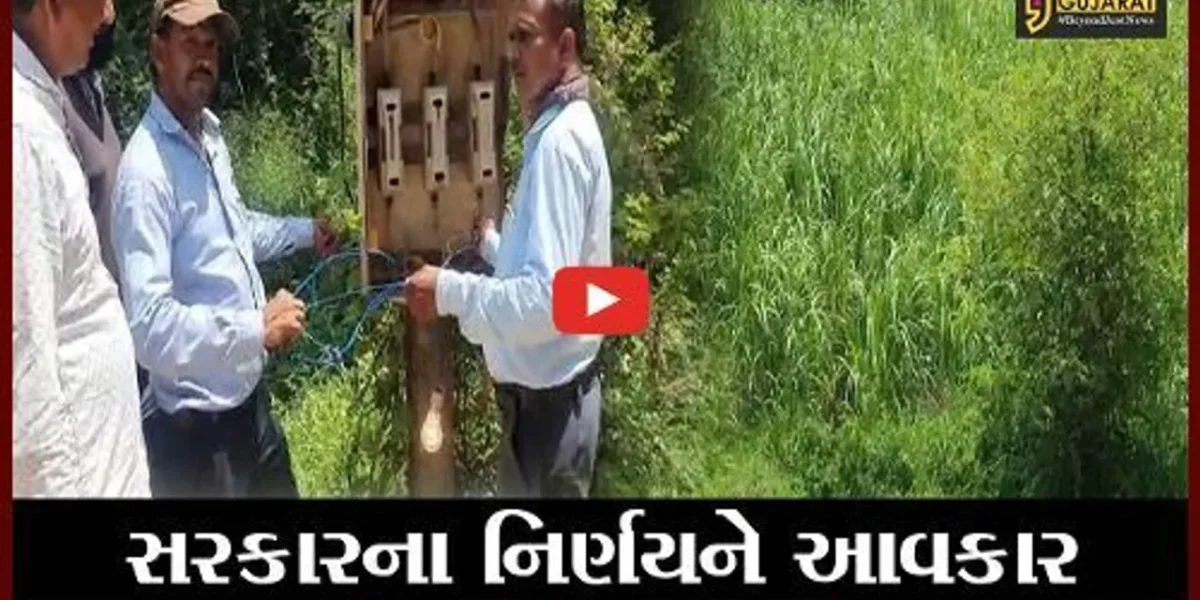 સુરત : ઓલપાડ ખેડુતોને હવે 8ના બદલે 10 કલાક સુધી અપાશે વીજળી, જુઓ શું કહે છે ખેડુતો