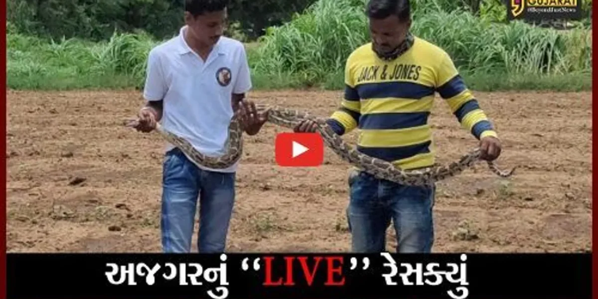 વડોદરા : સસલાનો શિકાર કરી અજગર છુપાયો હતો સાંગાડોલ ગામના ખેતરમાં, જુઓ LIVE રેસક્યું..!