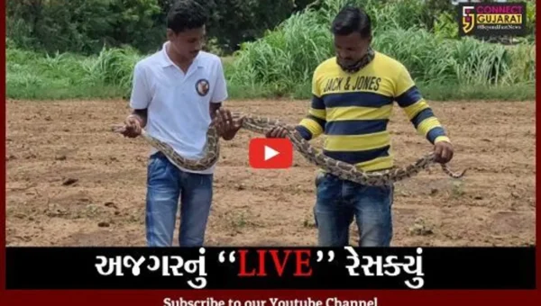 વડોદરા : સસલાનો શિકાર કરી અજગર છુપાયો હતો સાંગાડોલ ગામના ખેતરમાં, જુઓ LIVE રેસક્યું..!