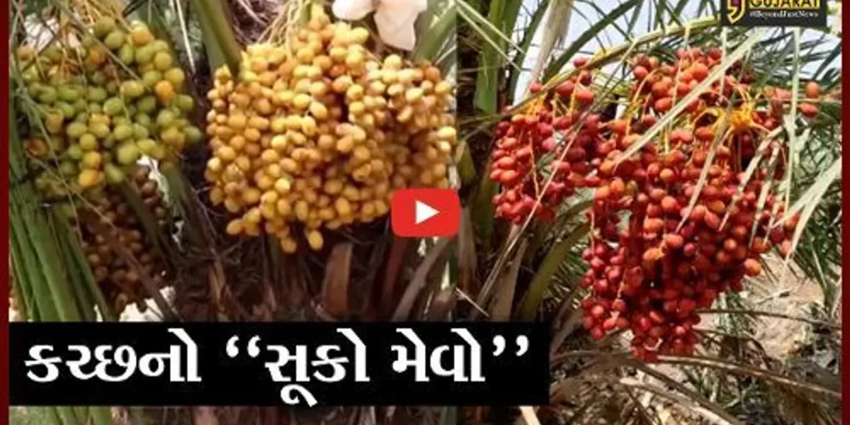 કચ્છ : દેશ-વિદેશમાં પ્રખ્યાત ધ્રબ ગામની “ઈઝરાયેલી” ખારેક, જુઓ કેટલું થાય છે ઉત્પાદન..!