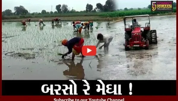 સાબરકાંઠા: વરસાદ ખેંચાતા ડાંગરની ખેતી સામે જોખમ, જુઓ શું કહી રહ્યા છે ધરતીપુત્રો