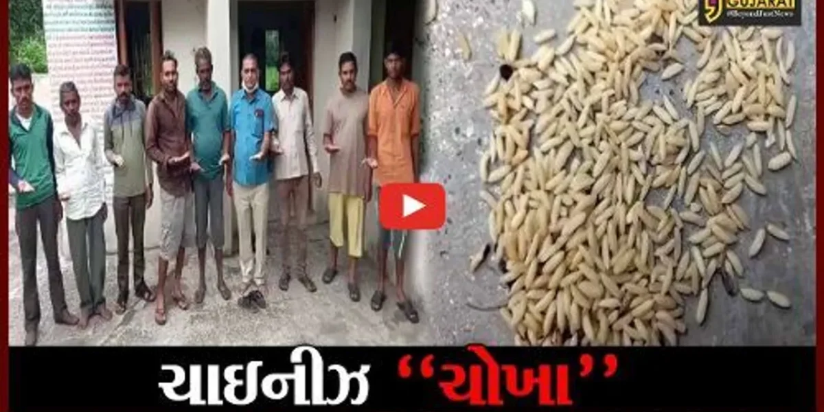 આણંદ : લક્ષ્મીપુરા શાળામાં પ્લાસ્ટિકના ચાઇનીઝ ચોખા ફાળવ્યા હોવાનો આક્ષેપ, ગ્રામજનોએ મચાવ્યો હોબાળો
