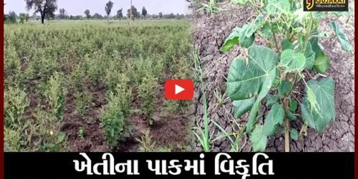 ભરૂચ : આમોદના અનેક ગામોમાં ઉગેલા પાકના પાનમાં વિકૃતિ આવતા ધરતીપુત્રો પરેશાન