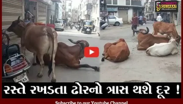 જુનાગઢ: રસ્તે રખડતા ઢોરના કારણે અકસ્માત થશે તો માલિક સામે ગુનો નોંધાશે
