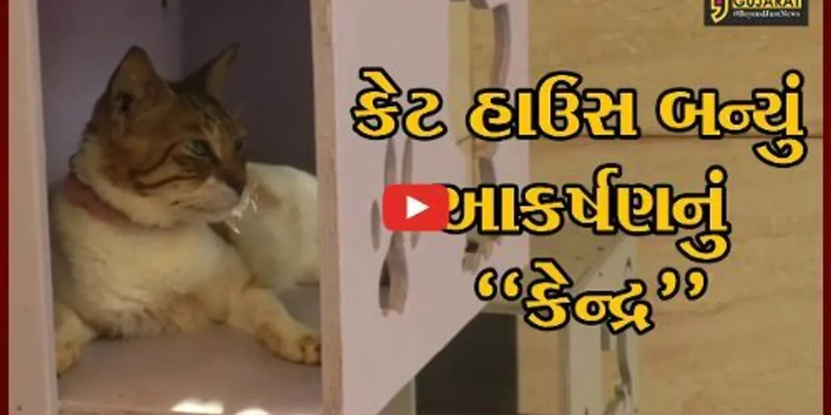 કચ્છ : જીવદયા પ્રેમીએ બનાવ્યું અનોખું “કેટ હાઉસ”, ગાંધી ધામવાસીઓમાં જમાવ્યું આકર્ષણ