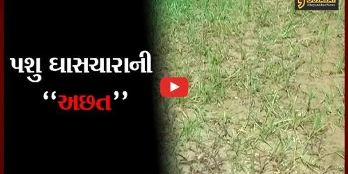 સાબરકાંઠા : આર્થિક ભીંસમાં આવ્યા પાંજરાપોળ સહિત ગૌશાળા, ગૌસેવા સંધ દ્વારા પાઠવાયું તંત્રને આવેદન