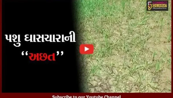 સાબરકાંઠા : આર્થિક ભીંસમાં આવ્યા પાંજરાપોળ સહિત ગૌશાળા, ગૌસેવા સંધ દ્વારા પાઠવાયું તંત્રને આવેદન