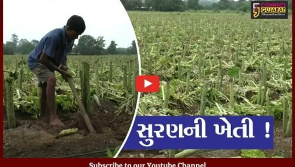 નવસારી: પ્રગતિશીલ ખેડૂતે કરી સુરણની ખેતી,જુઓ ખેતીની પદ્ધતિ