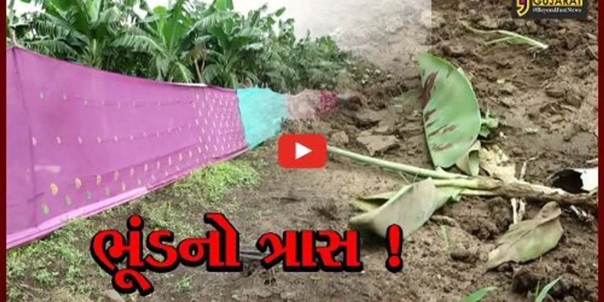 છોટાઉદેપુર: ભૂંડના ત્રાસથી ખેતીમાં ભારે નુકશાની, ધરતીનો તાત મુશ્કેલીમાં