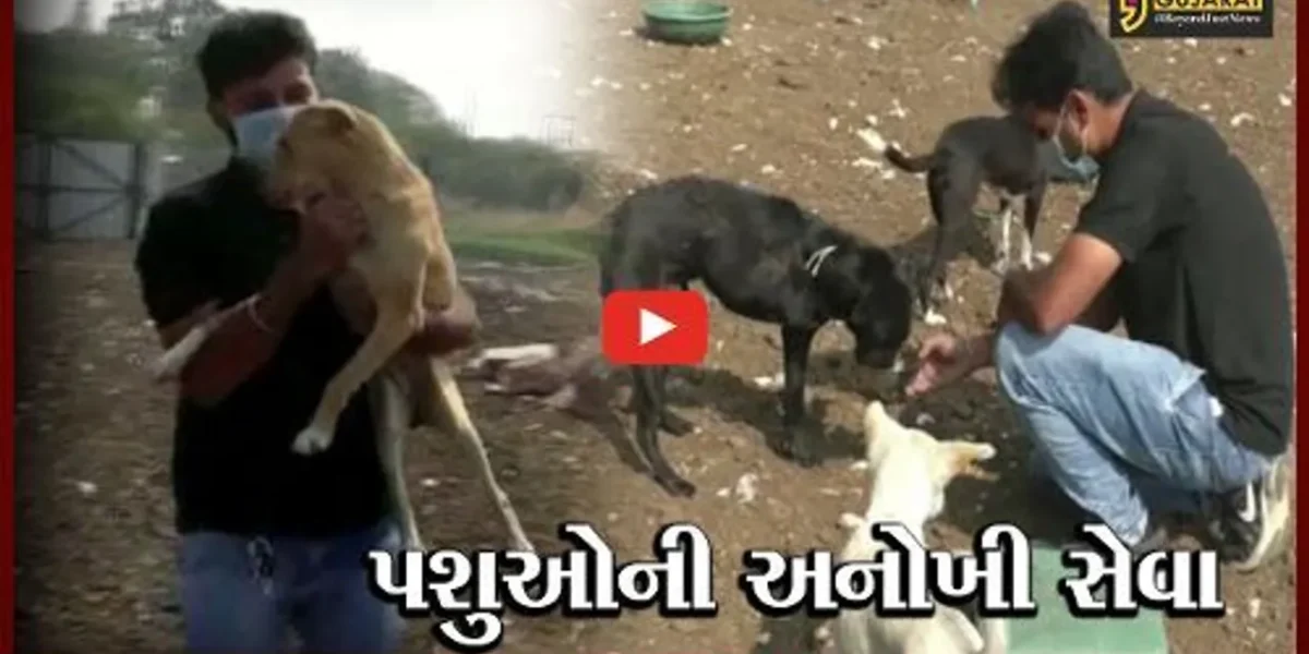 સુરેન્દ્રનગર : બેંકની નોકરી છોડી યુવાને પકડી સેવાની વાટ, અત્યાર સુધી 4 હજાર પશુઓના બચાવ્યાં જીવ