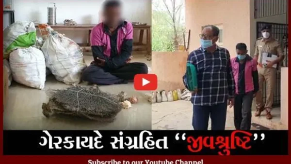 દેવભૂમિ દ્વારકા : દરિયાઈ જીવશ્રુષ્ટિના જથ્થા સાથે એક ઇસમની ધરપકડ, વન વિભાગે તપાસ હાથ ધરી
