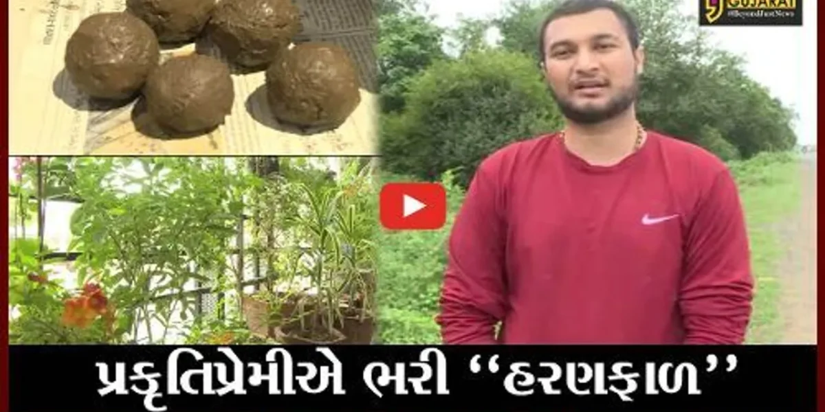 ખેડા : આયુર્વેદિક વનસ્પતિમાંથી કઠલાલના પ્રકૃતિપ્રેમીએ બનાવ્યા અનોખા “સીડ બોલ”