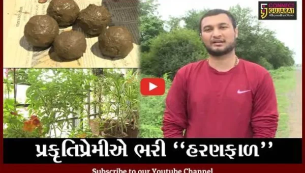 ખેડા : આયુર્વેદિક વનસ્પતિમાંથી કઠલાલના પ્રકૃતિપ્રેમીએ બનાવ્યા અનોખા “સીડ બોલ”