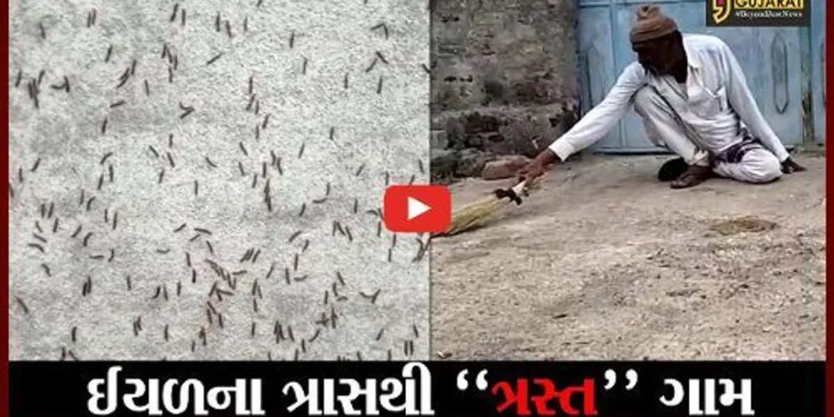 અમરેલી : જંગલી ઈયળોએ ડાંગાવદર ગામને બાનમાં લીધું, જુઓ લોકો કેવી સ્થિતીમાં મુકાયા..!