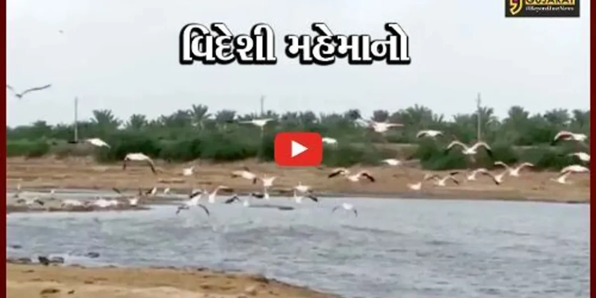 કચ્છ : રાપરના તળાવમાં સુરખાબ પક્ષીઓનું આગમન, સાઇબીરીયાથી આવે છે પક્ષીઓ