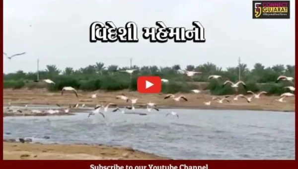 કચ્છ : રાપરના તળાવમાં સુરખાબ પક્ષીઓનું આગમન, સાઇબીરીયાથી આવે છે પક્ષીઓ