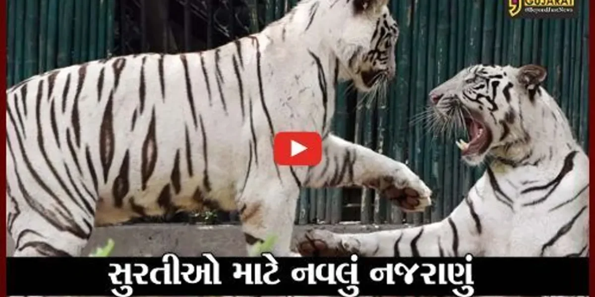 સુરત : સરથાણા પ્રાણી સંગ્રહાલયમાં સફેદ વાઘ-વાઘણની જોડી બન્યા આકર્ષણનું કેન્દ્ર..!