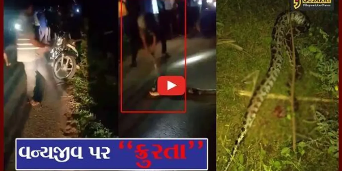સાબરકાંઠા : અજગરને ક્રુરતાપૂર્વક લાકડીના સપાટા મારી ઉતાર્યો મોતને ઘાટ, જુઓ LIVE વિડિયો..!