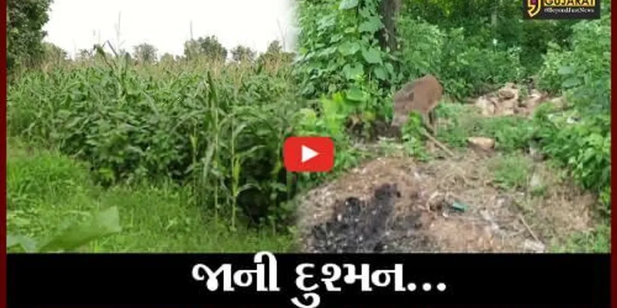 છોટાઉદેપુર : કવાંટના જંગલોમાંથી ત્રાટકે છે આફત, ખેડુતોની દિવસ- રાત ખેતરોમાં દોડધામ