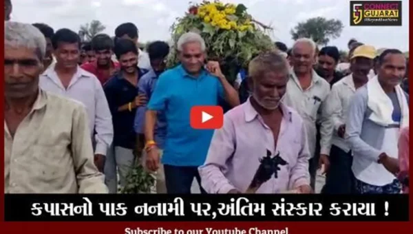 ભરૂચ: કાનમ પ્રદેશના ખેડૂતોએ કપાસના પાકની કાઢી સ્મશાન યાત્રા,જાણો કારણ