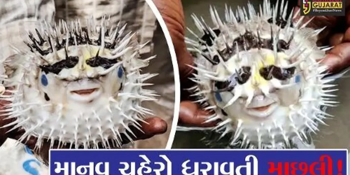 ભરૂચ: હાંસોટના ઇલાવ ગામ નજીક કિમ નદીમાંથી માનવ ચહેરા જેવી દેખાતી અલભ્ય માછલી મળી આવી