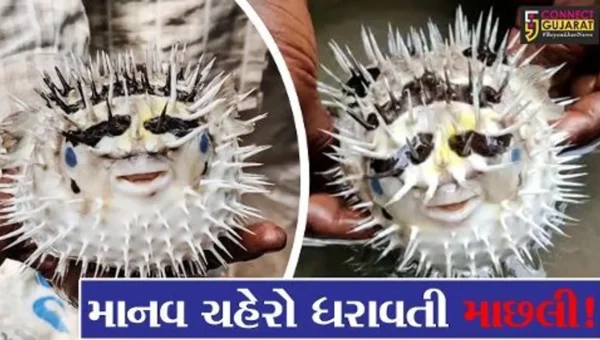 ભરૂચ: હાંસોટના ઇલાવ ગામ નજીક કિમ નદીમાંથી માનવ ચહેરા જેવી દેખાતી અલભ્ય માછલી મળી આવી
