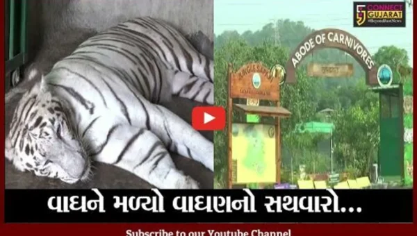 નર્મદા : જંગલ સફારીમાં સફેદ વાઘની દુર થશે એકલતા, કેવડીયાથી લવાઇ “વાઘણ”