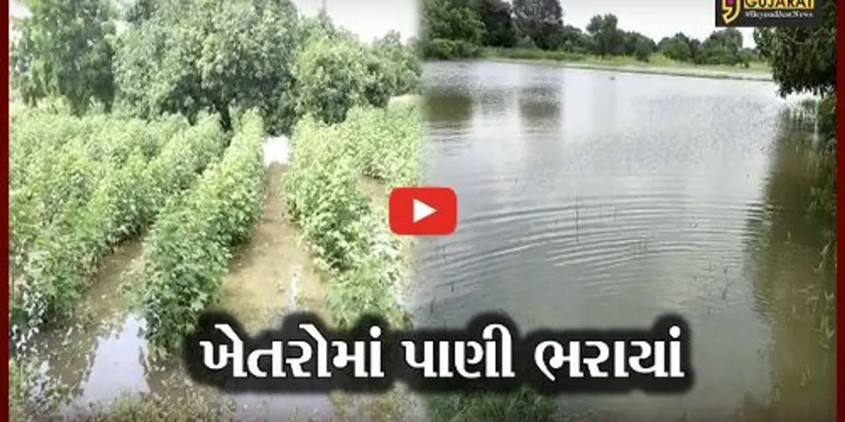 ભરૂચ : હાંસોટ તાલુકામાં ભારે વરસાદે ખેડુતોને રડાવ્યાં, ઉભો મોલ થયો નષ્ટ