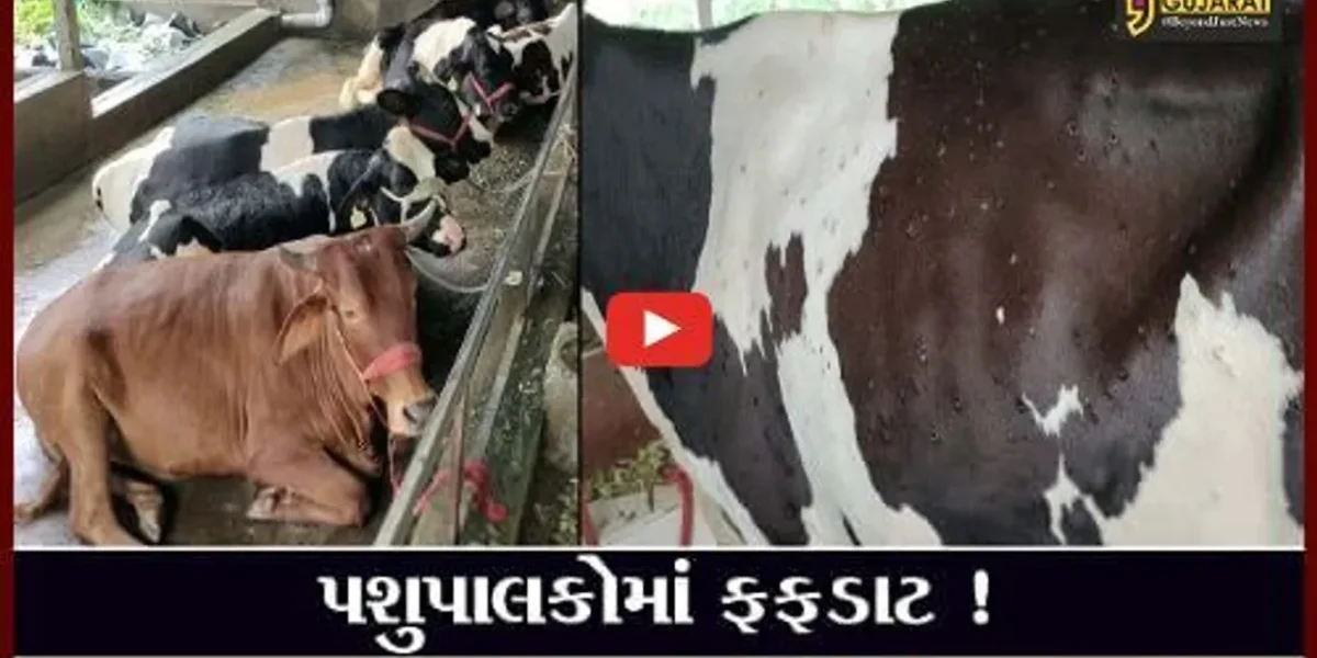 નવસારી: દુધાળા પશુઓમાં લમ્પી સ્કીન ડીસીઝનો આતંક, પશુપાલકોમાં ફફડાટ