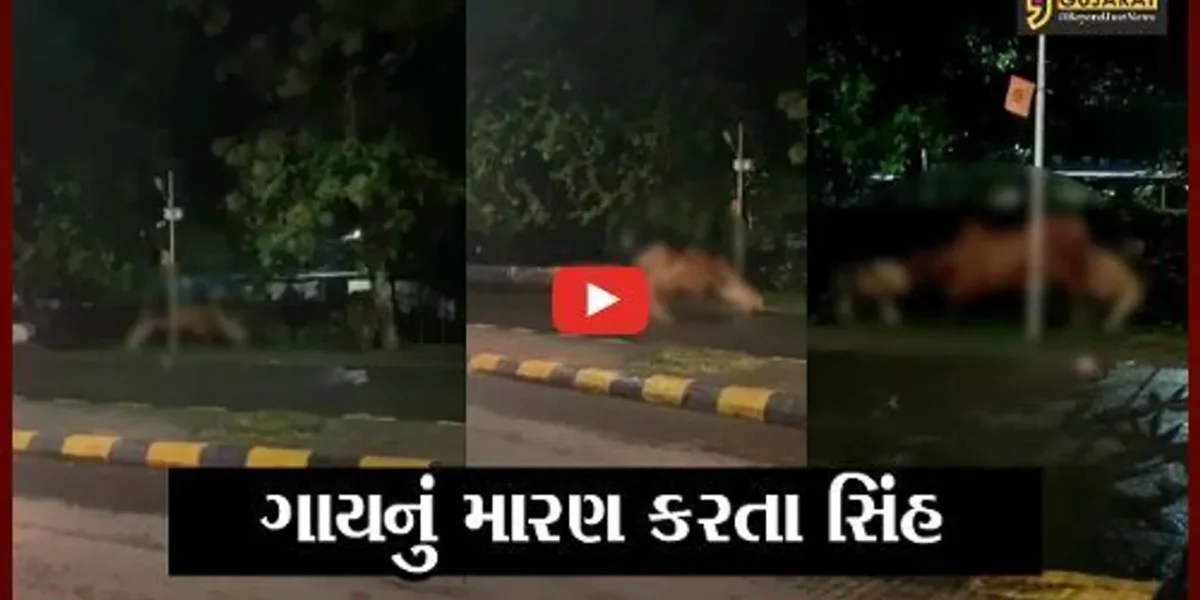 જુનાગઢ : ભવનાથ વિસ્તારમાં ગાયનું મારણ કરતા 2 સિંહનો LIVE વિડિયો થયો વાઇરલ..!