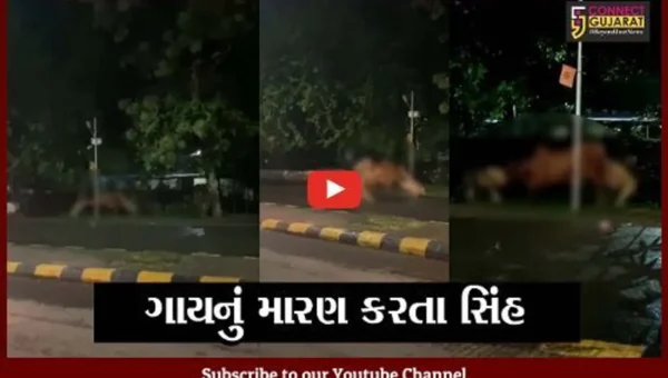 જુનાગઢ : ભવનાથ વિસ્તારમાં ગાયનું મારણ કરતા 2 સિંહનો LIVE વિડિયો થયો વાઇરલ..!