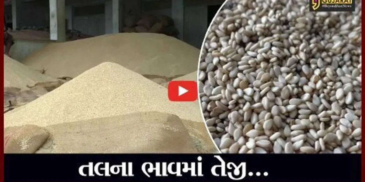 મહેસાણા : ઊંઝા માર્કેટયાર્ડમાં તલના ભાવમાં તેજી આવતા ખેડૂતોમાં ખુશીનો માહોલ