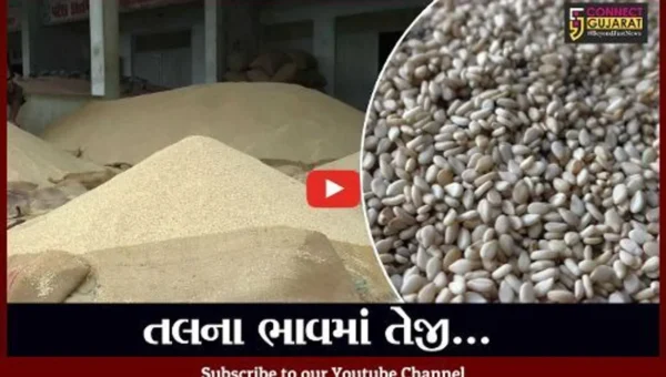 મહેસાણા : ઊંઝા માર્કેટયાર્ડમાં તલના ભાવમાં તેજી આવતા ખેડૂતોમાં ખુશીનો માહોલ
