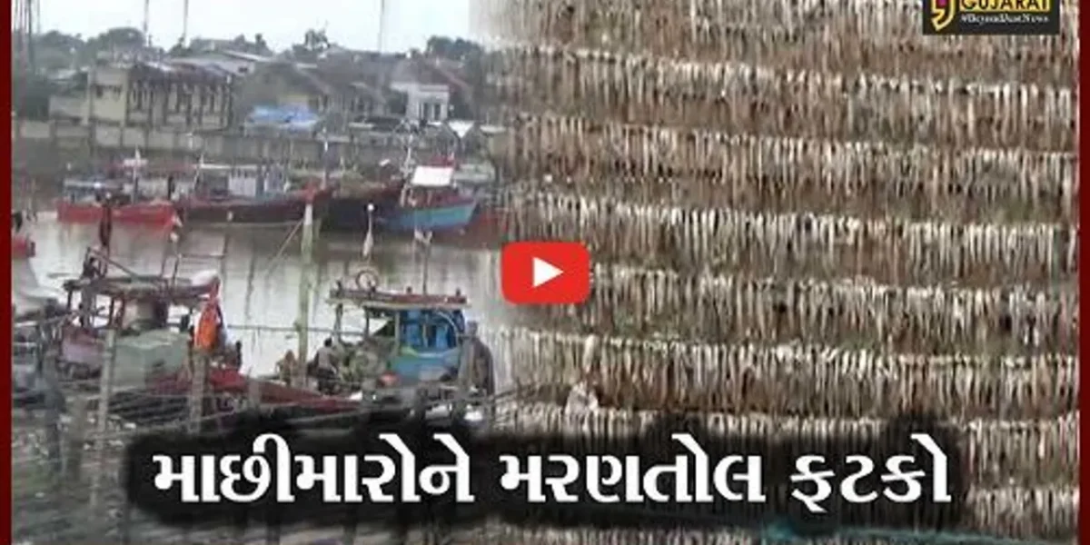 અમરેલી : સુકવેલી મચ્છીઓ પર વરસાદે ફેરવ્યું “પાણી”, માછીમારોની વળતરની માંગણી