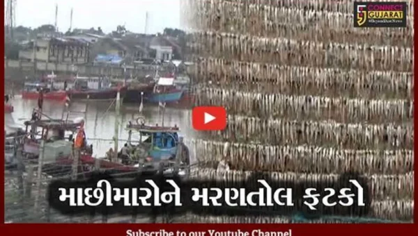 અમરેલી : સુકવેલી મચ્છીઓ પર વરસાદે ફેરવ્યું “પાણી”, માછીમારોની વળતરની માંગણી