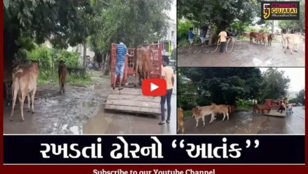 ભરૂચ : રખડતાં પશુઓનો મુખ્યમાર્ગો પર અડિંગો, કામધેનુ ગૌરક્ષા સમિતિને સોંપાઈ ઢોર પકડવાની કામગીરી