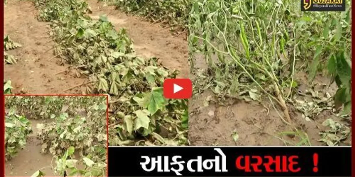 છોટાઉદેપુર: ભારે વરસાદના કારણે ખેતીના પાકને નુકશાન, ભૂમિપુત્રો ચિંતાતુર