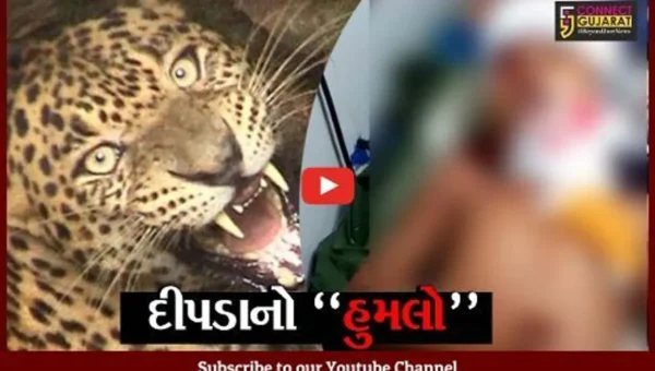 અમરેલી : પરિવાર સાથે વાડીમાં સૂતેલી બાળકી પર દીપડાએ કર્યો હુમલો, બાળકી સારવાર હેઠળ