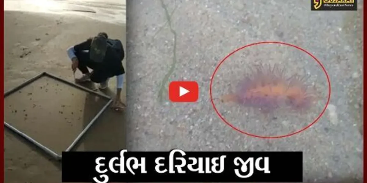 કચ્છ : માંડવીના દરિયા કિનારેથી મળી “અજાયબી”, જુઓ માત્ર 2 સેમી લંબાઇનો જીવ