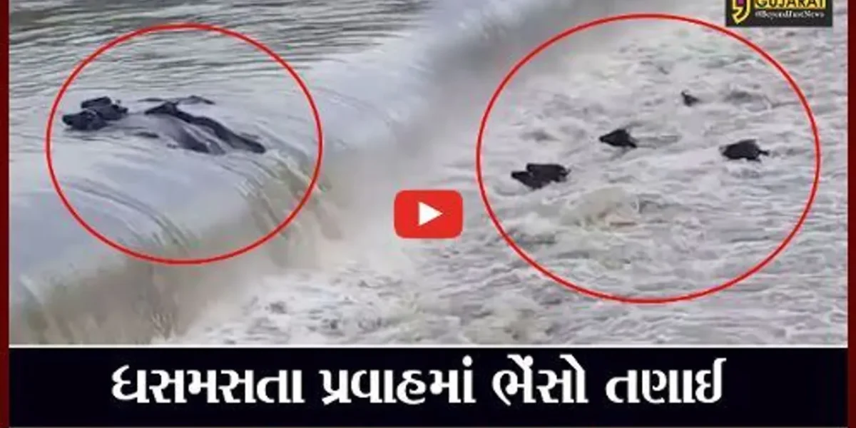 સાબરકાંઠા : તાજપુરની મેશ્વો નદીમાં અચાનક જળ પ્રવાહ વધતા 5 ભેંસ તણાઈ, જુઓ “LIVE” વિડિયો..!